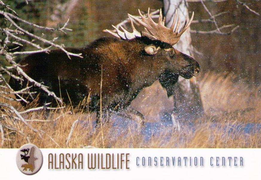 Alaska Wildlife Conservation Center – Bull Moose