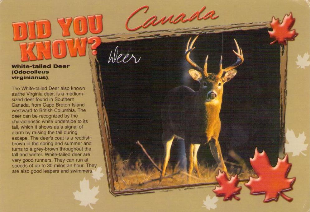 Did You Know?  Deer (Canada)