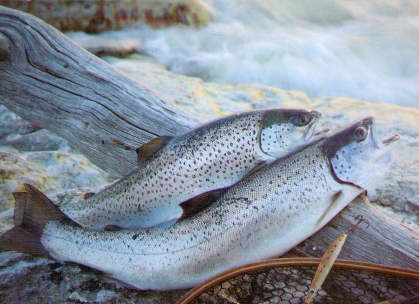 Brown trout (Finland)