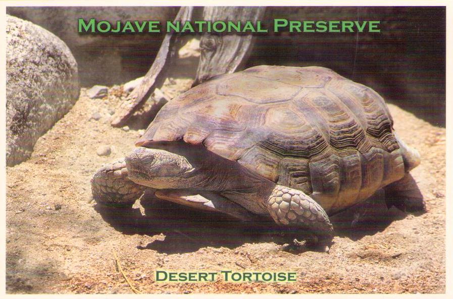 Desert Tortoise, Mojave National Preserve (USA)