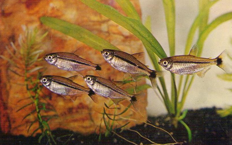 Black-line Tetra