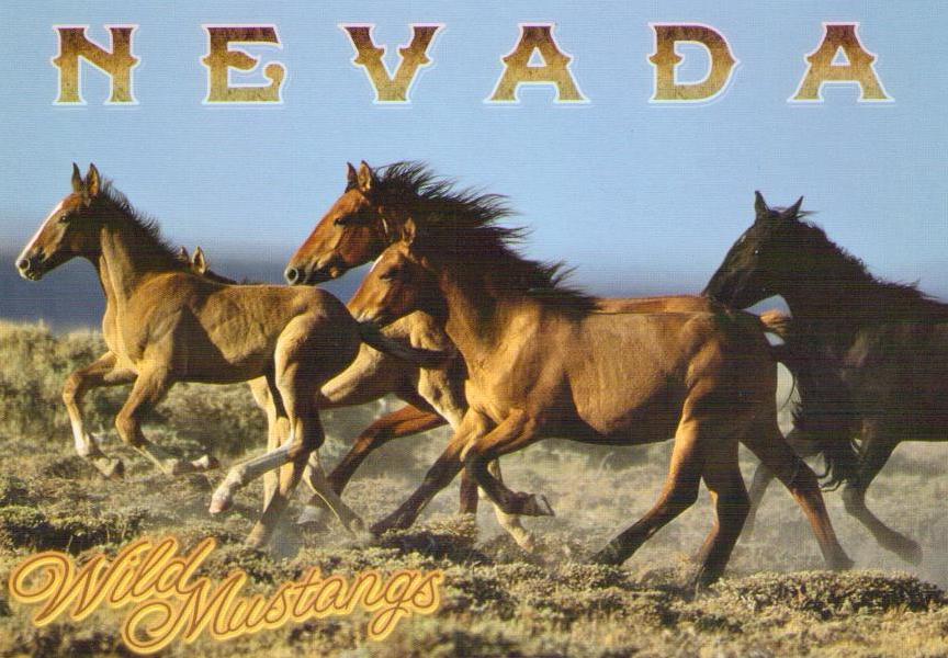 Wild Mustangs (Nevada, USA)