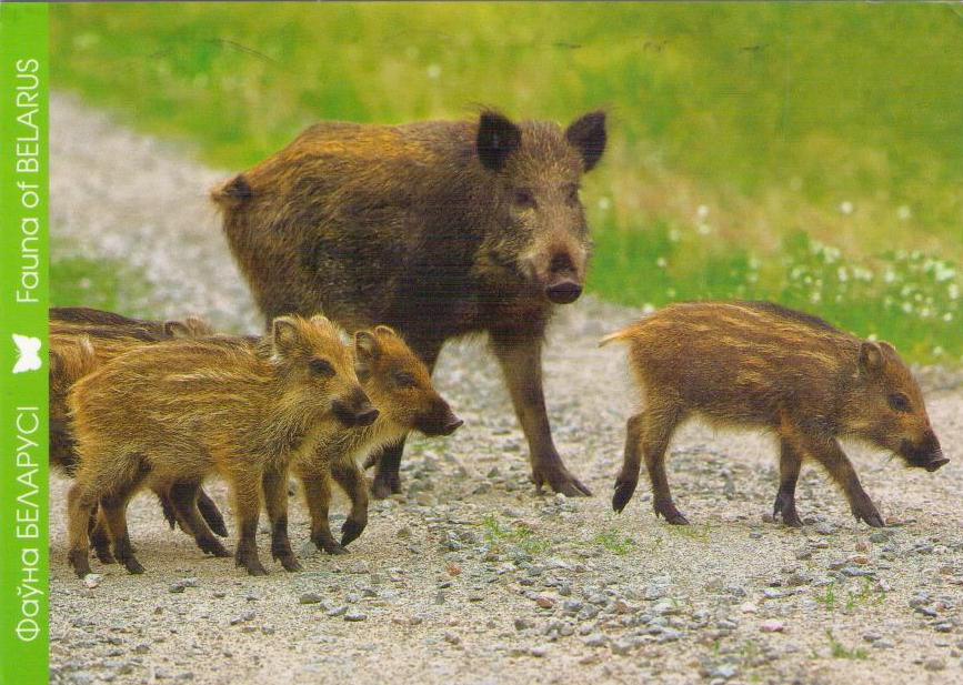 Fauna of Belarus:  Wild Boar