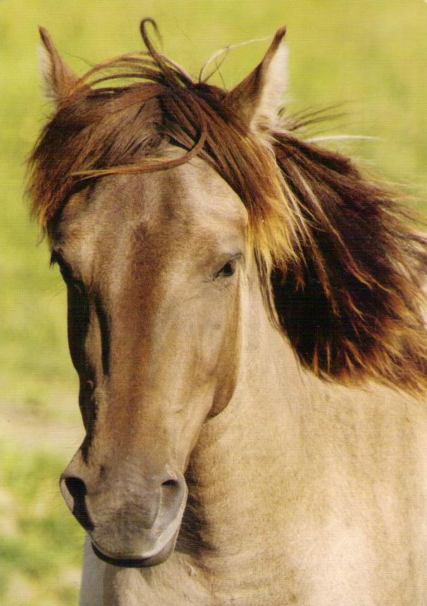 Horse (Netherlands)