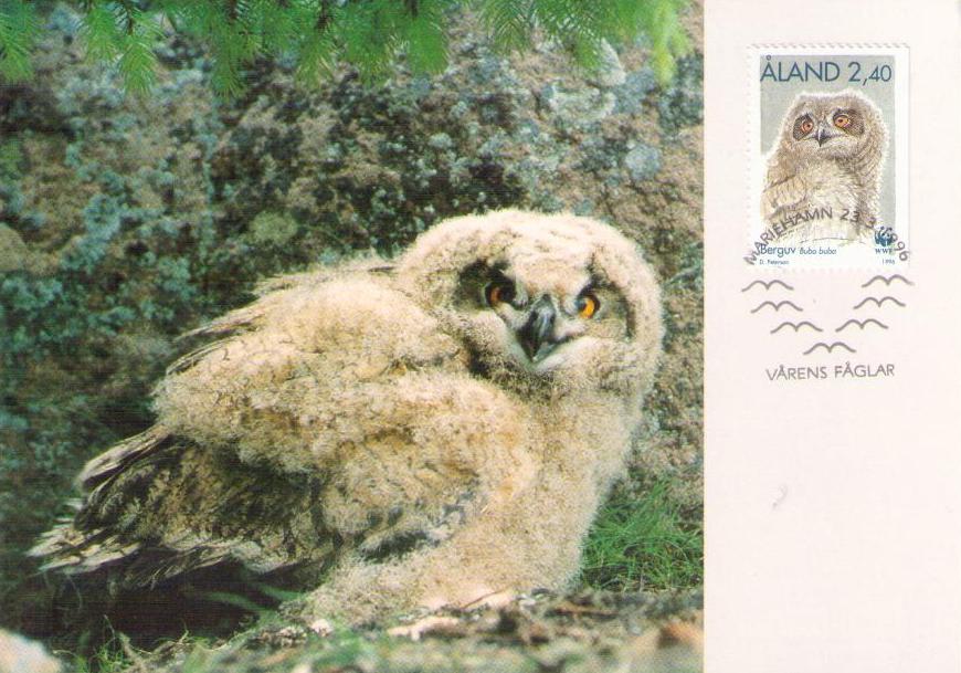 Aland, eagle owls (Maximum Card) (Finland)