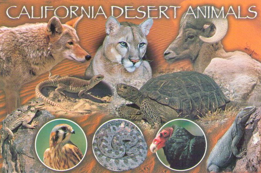 California Desert Animals