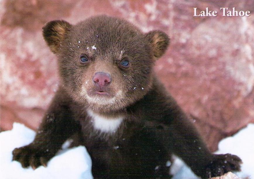 Black Bear (Lake Tahoe, USA) – Global Postcard Sales