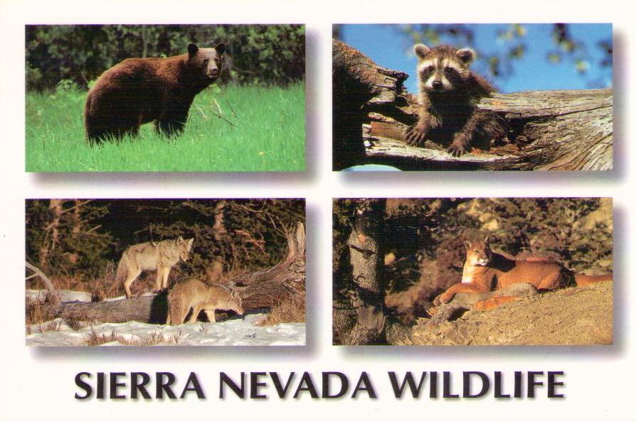 Sierra Nevada Wildlife (California)