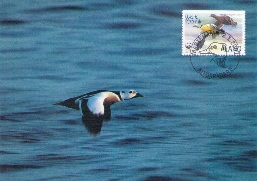 Aland, Steller’s Eider 35 (Maximum Card) (Finland)