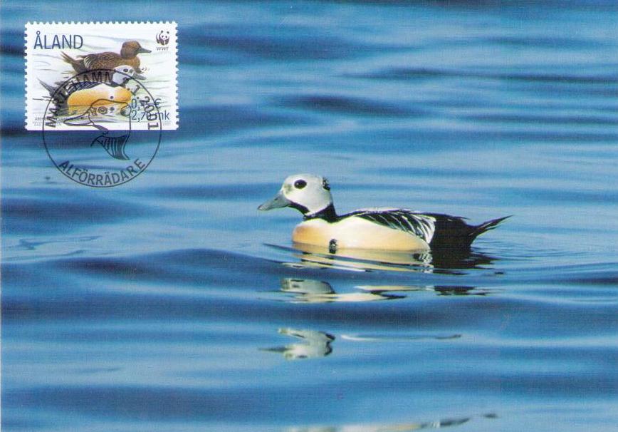 Aland, Steller’s Eider 37 (Maximum Card) (Finland)