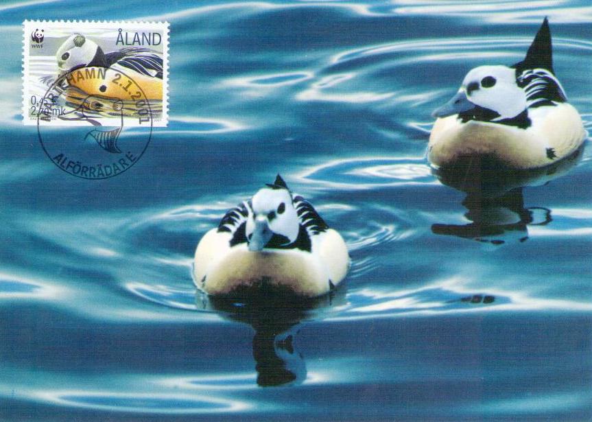 Aland, Steller’s Eider 38 (Maximum Card) (Finland)