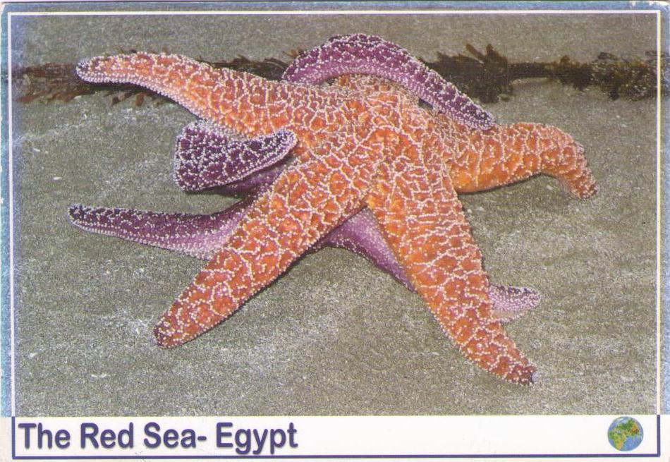 The Red Sea: fish (Egypt)