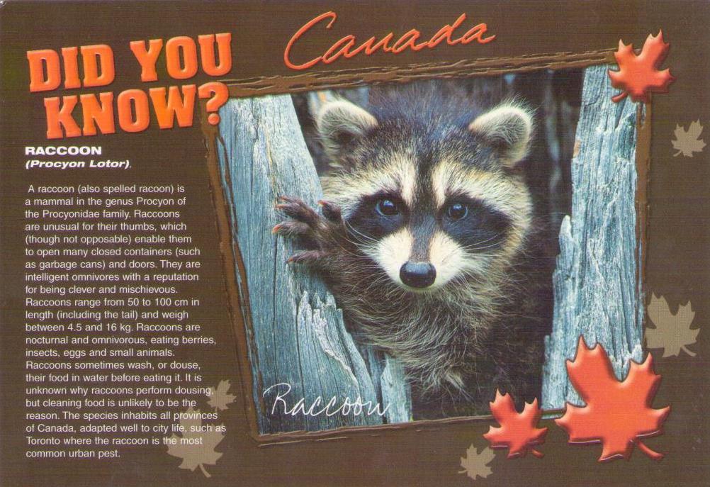 Greetings, Did You Know, Raccoon (Canada)