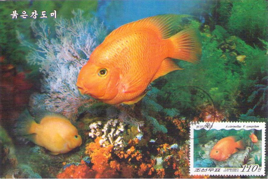 A. citrinellus V. synspilum (Maximum Card) (DPR Korea)