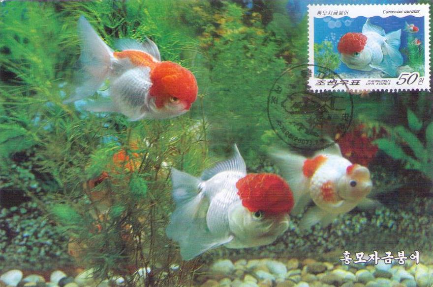 Carassius auratus (Maximum Card) (DPR Korea)