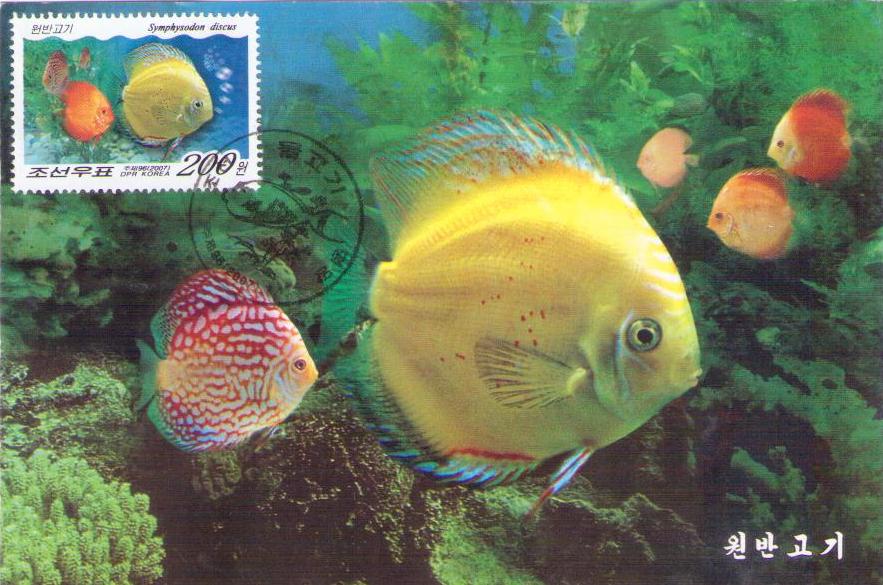 Symphysodon discus (Maximum Card) (DPR Korea)