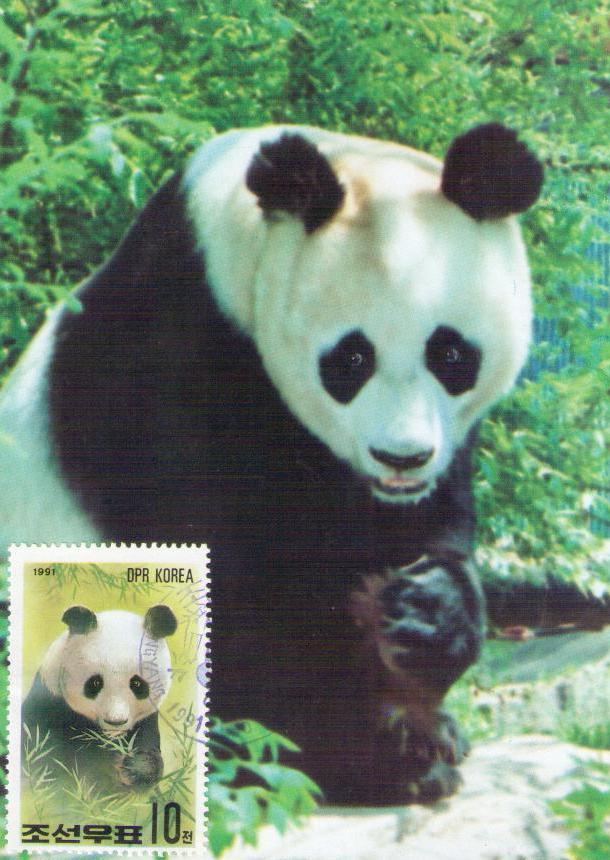 Panda (10) (Maximum Card) (DPR Korea)