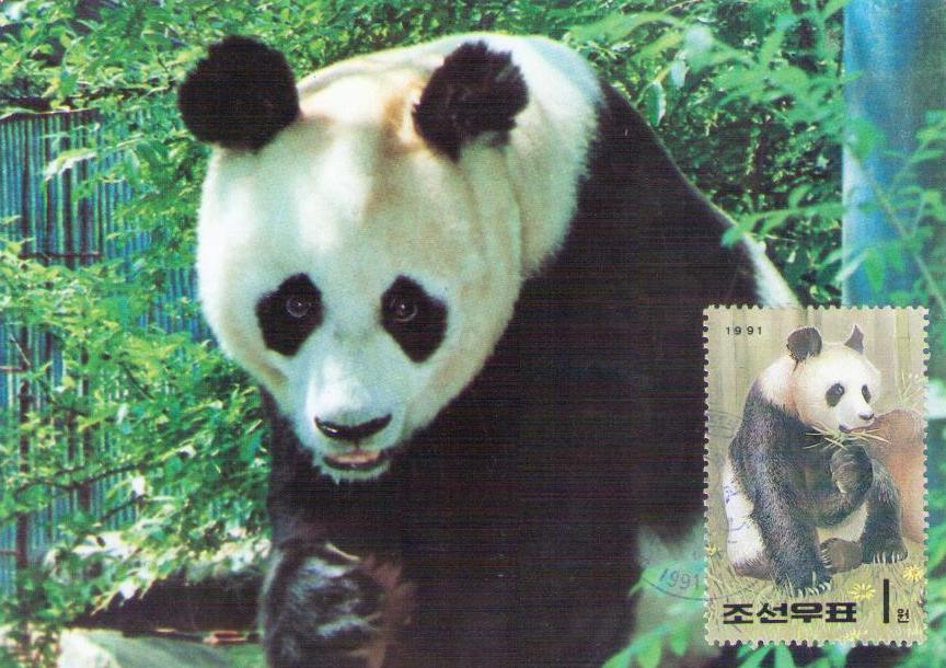 Panda (1) (Maximum Card) (DPR Korea)