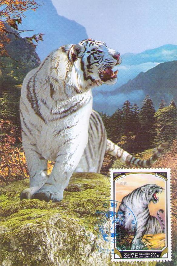 Panthera tigris altaika (sic) (200) (Maximum Card) (DPR Korea)