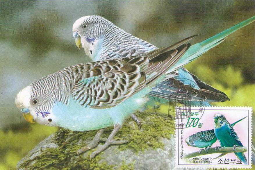 Melopsittacus undulatus (Maximum Card) (DPR Korea)