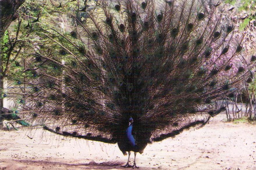 Peacock (DPR Korea)