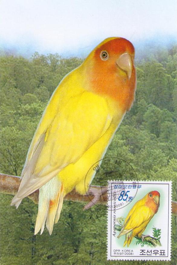 Agapornis roseicollis (Maximum Card) (DPR Korea)