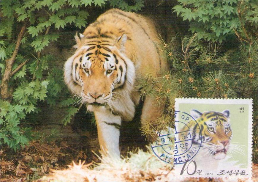 Tiger (10) (Maximum Card) (DPR Korea)