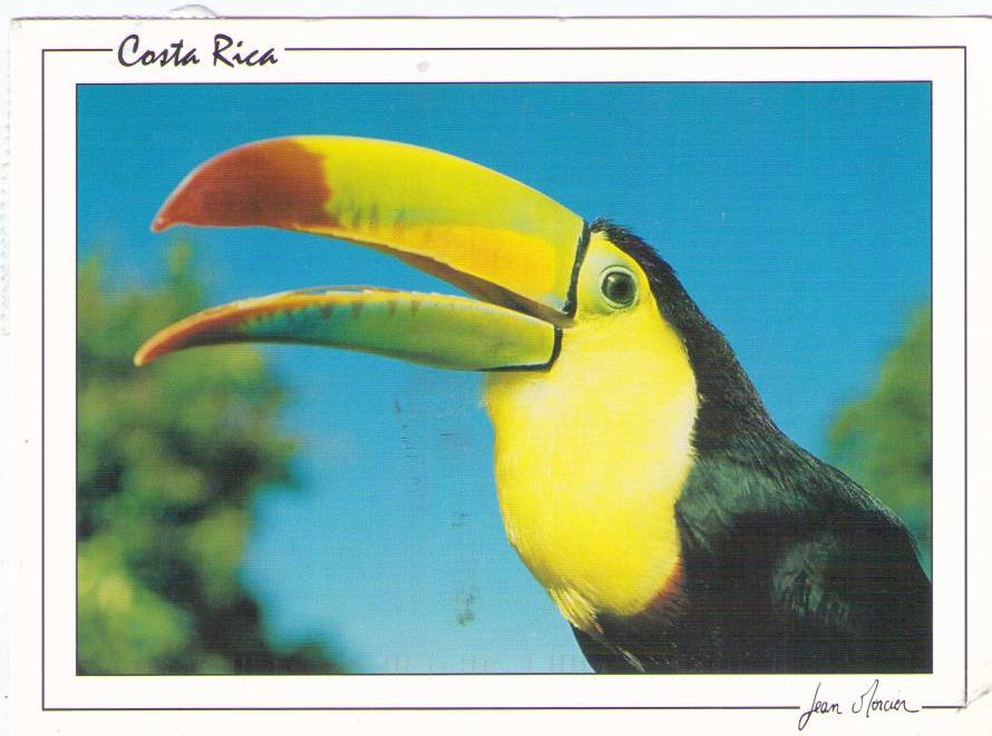 Kell Billed Toucan (Costa Rica)