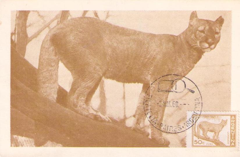 Puma concolor (Maximum Card) (Argentina)