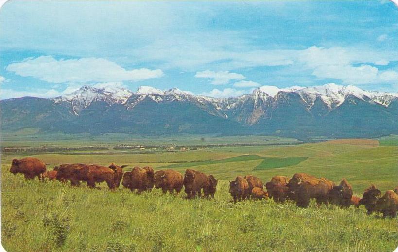 Moiese, National Bison Range (Montana, USA)