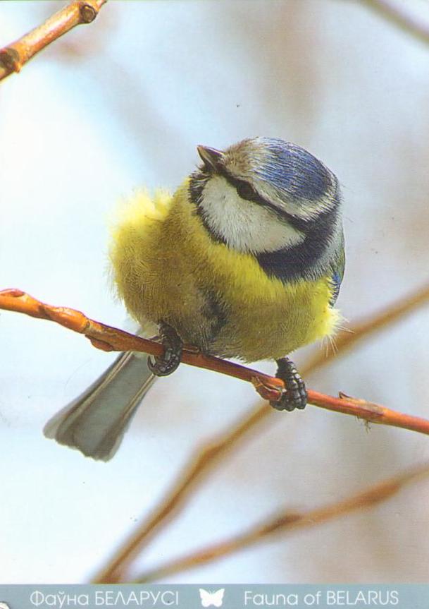 Fauna of Belarus – Blue tit