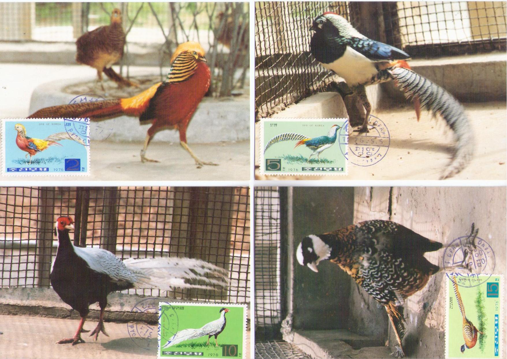 Pheasants (set of 6) (Maximum Cards) (DPR Korea)