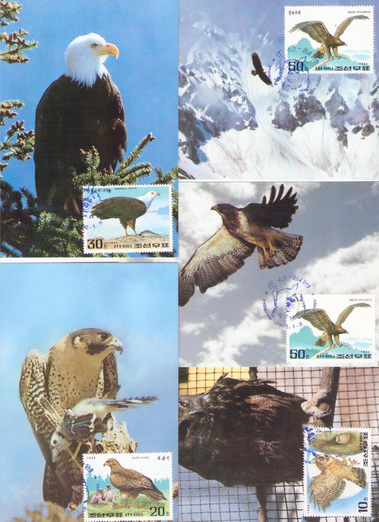 Birds of Prey (set of five) (Maximum Cards) (DPR Korea)