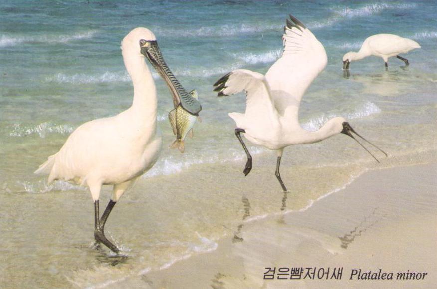 Platalea minor (DPR Korea)