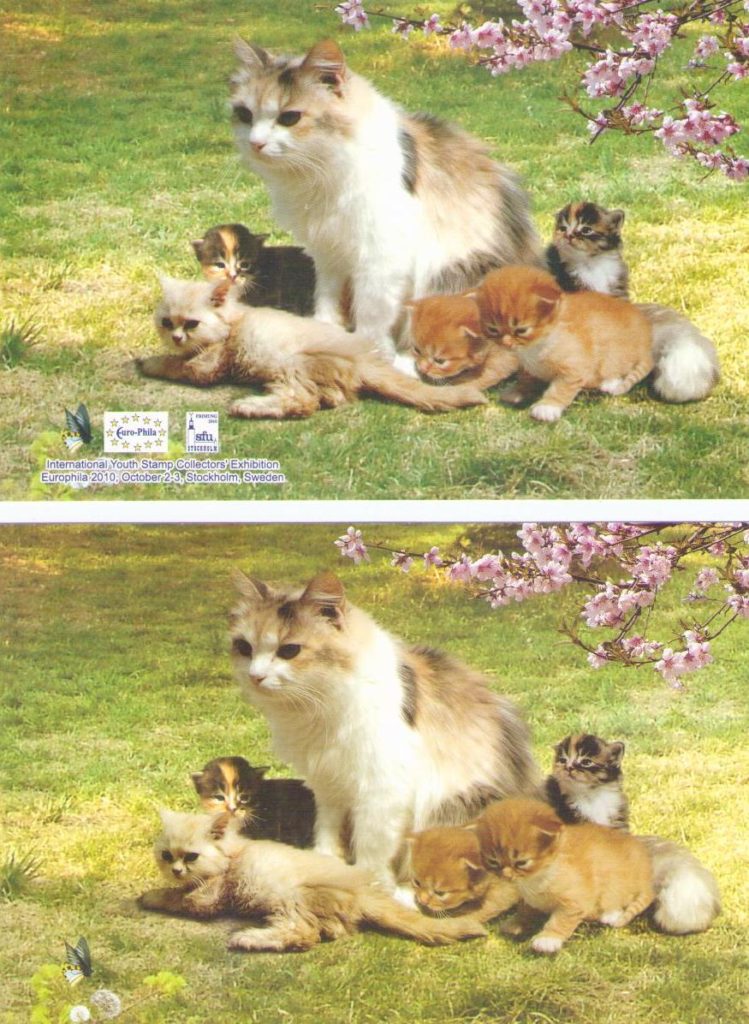 Felis catus (group of 2) (DPR Korea)