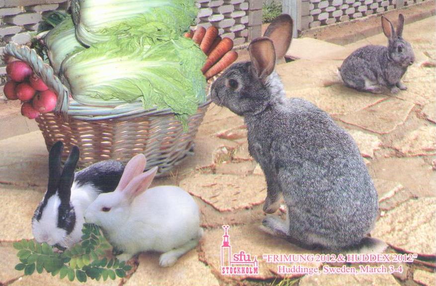 Rabbits – Frimung (DPR Korea)