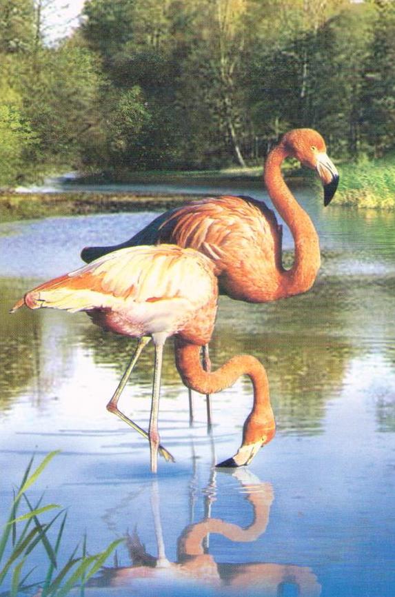 Flamingos (홍학) (DPR Korea)