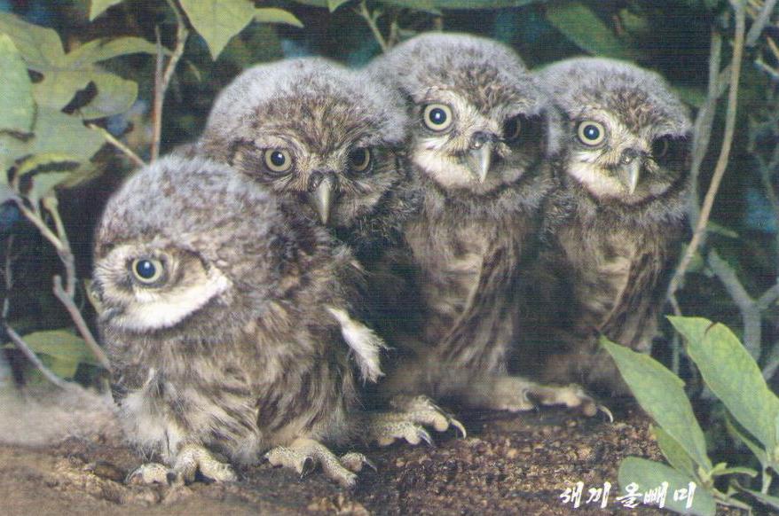Baby owls (DPR Korea)