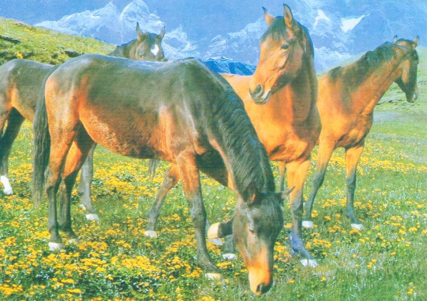 Horses (DPR Korea)