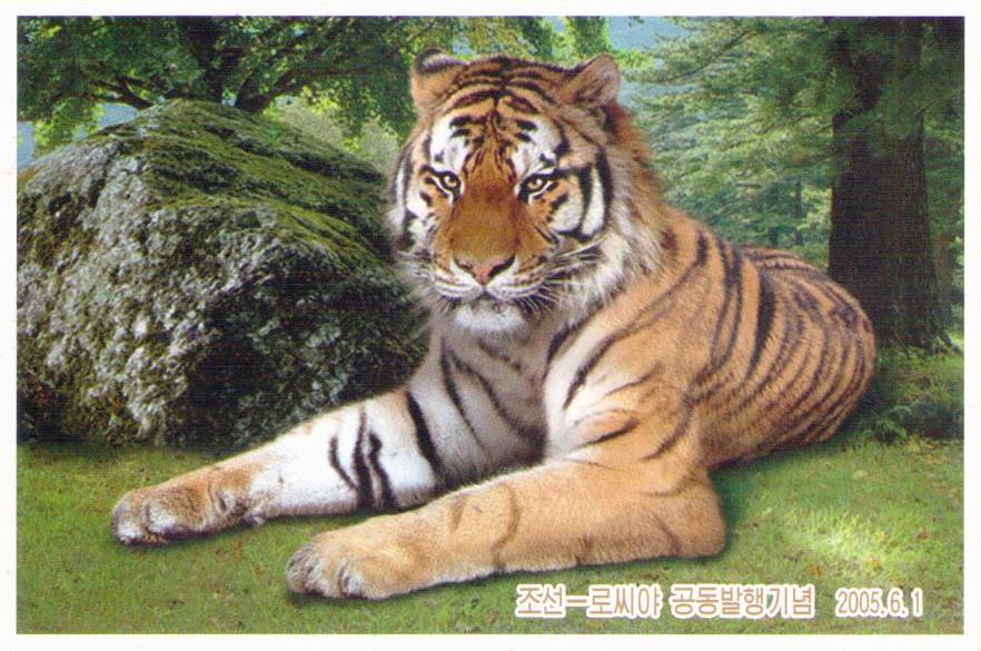 Panthera tigris altaika (DPR Korea)