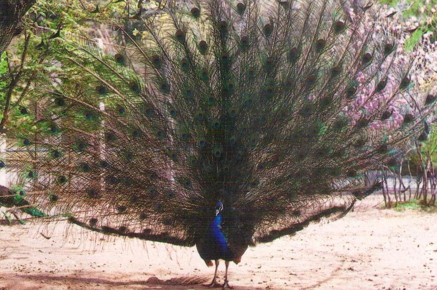 Peacock (DPR Korea)
