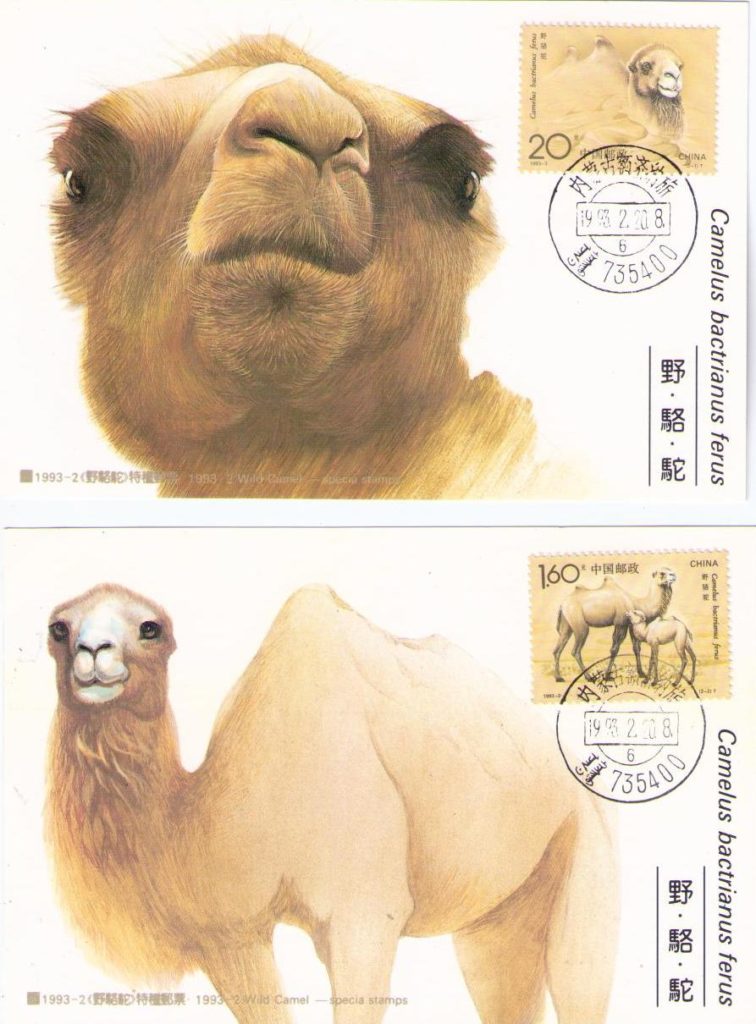 Camelus bactrianus ferus (set of 2) (Maximum Cards) (PR China)