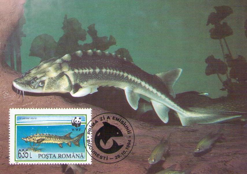 Acipenser sturio (Common Sturgeon) 635L (Maximum Card) (Romania)