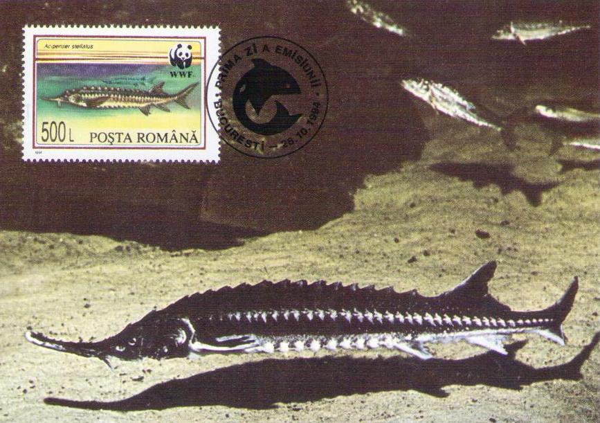 Acipenser stellatus 500L (Sevruga Sturgeon) (Maximum Card) (Romania)
