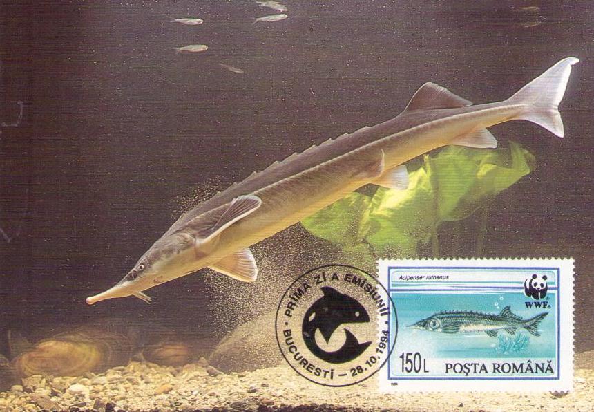 Acipenser ruthenus 150L (Sterlate Sturgeon) (Maximum Card) (Romania)