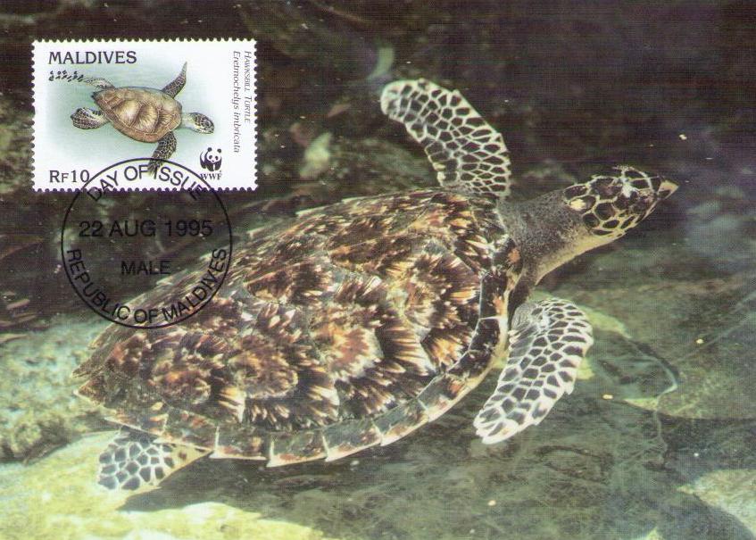 Hawksbill Turtle, seabed (Maximum Card) (Maldives)