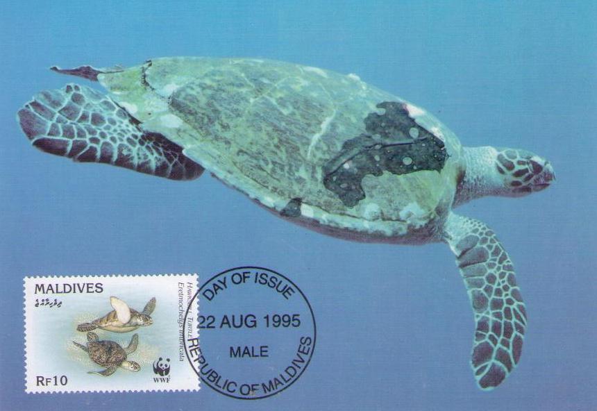 Hawksbill Turtle, water (Maximum Card) (Maldives)