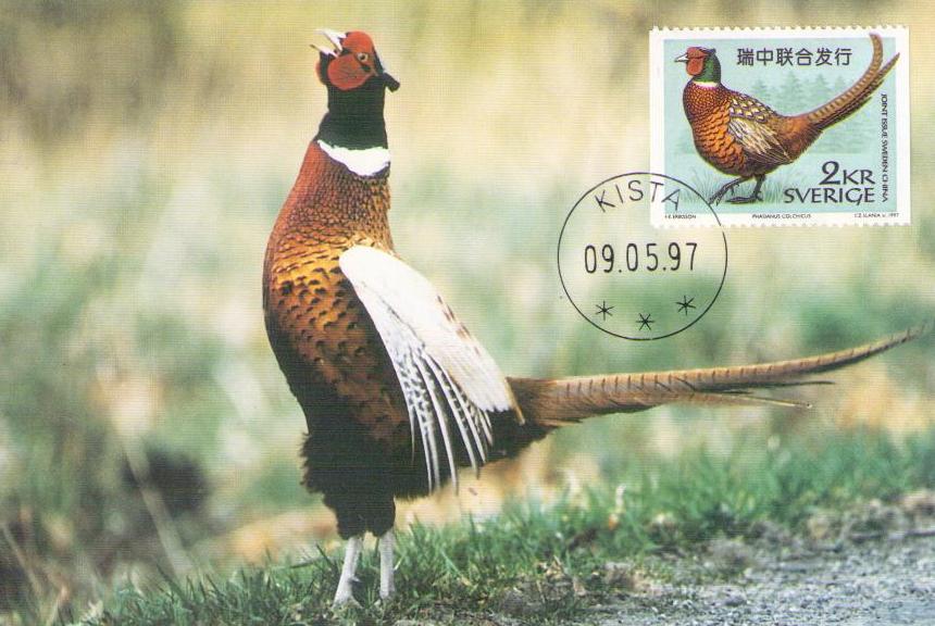 Common Pheasant (joint Sweden/PRC issue) (Maximum Card)
