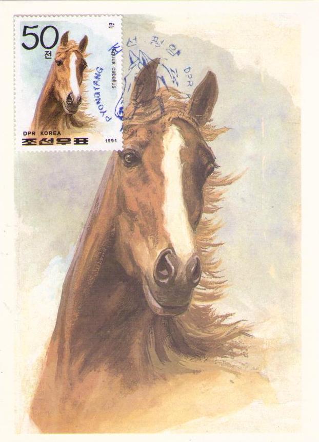 Equus caballus (Maximum Card) (DPR Korea)