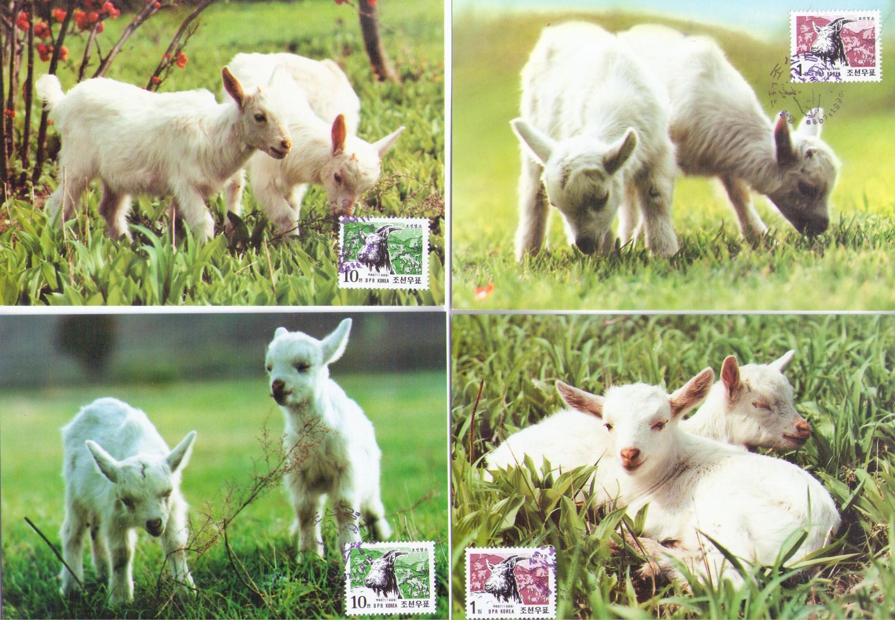 Goats (set of four) (Maximum Cards) (DPR Korea)